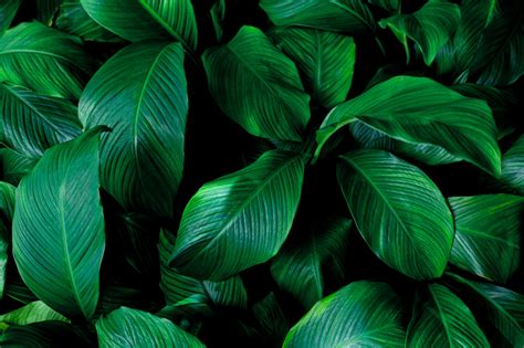 11 Fascinating Facts About Leaves, Nature's Green .